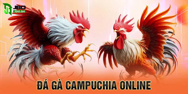 Đá gà Campuchia vươn mình trở thành sân chơi uy tín hàng đầu khu vực
