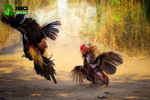 Cá cược đá gà trả thưởng thần tốc