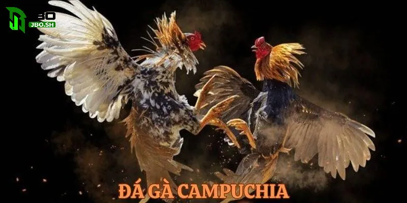 Sản phẩm Đá Gà Campuchia JBO hot nhất