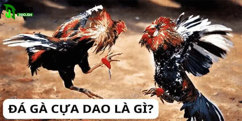 Đá Gà Cựa Dao JBO - Sản phẩm đá gà đẳng cấp tại JBO