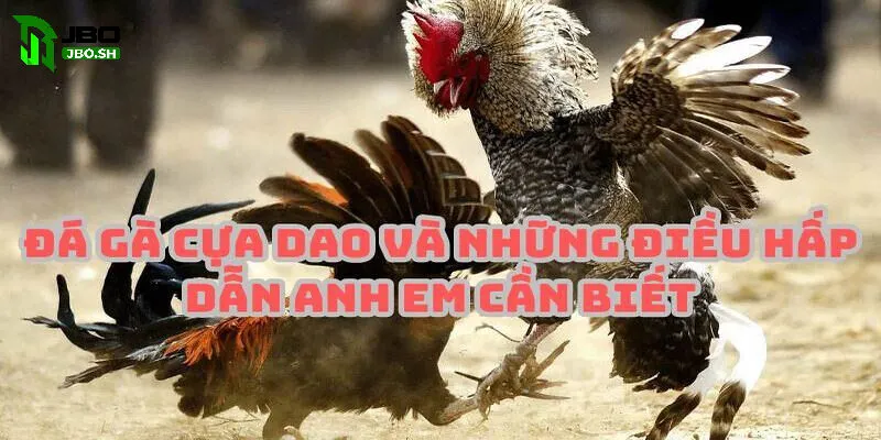 Thời gian chiến đấu một trận Đá Gà Cựa Dao JBO
