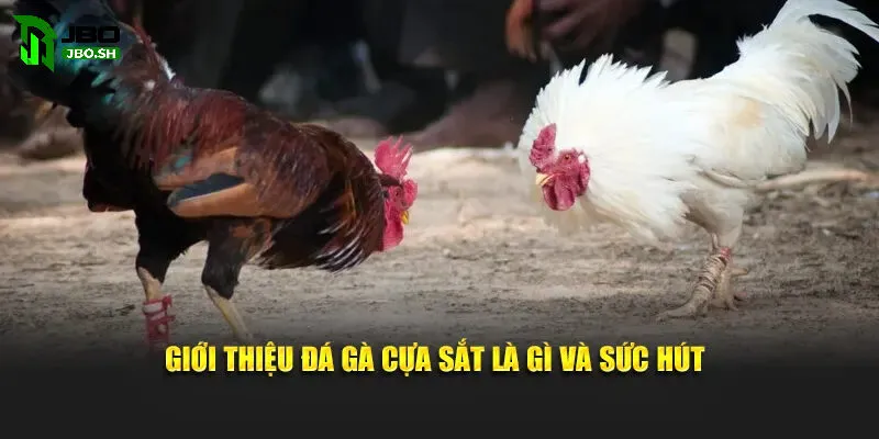 Đá Gà Cựa Sắt JBO - Review đấu trường gà hot nhất Việt Nam