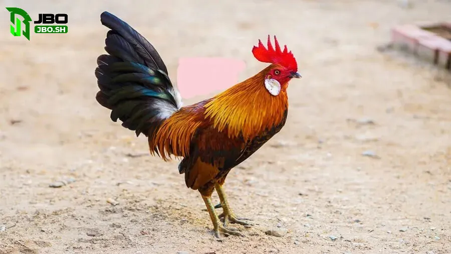 Cược Đá Gà Cựa Sắt JBO với 3 lựa chọn