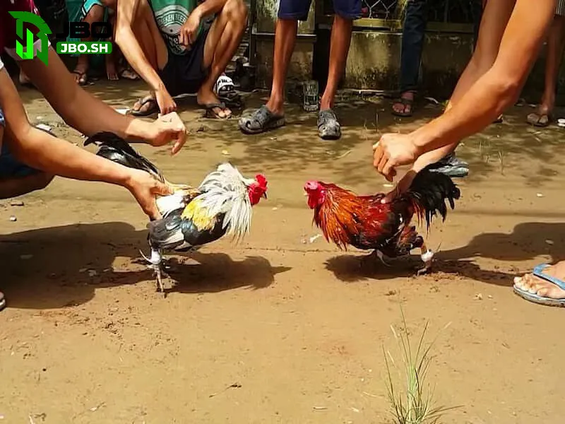 Thành công của kênh đá gà cựa sắt JBO