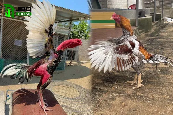 Cách chọn Gà Đá Hầu Kiềng JBO chuẩn