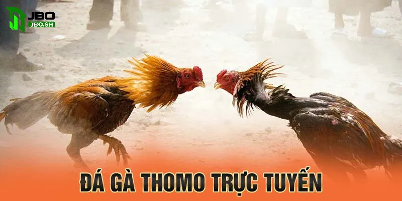 Đá gà đòn Thomo - Đấu trường đá gà khốc liệt, gay cấn