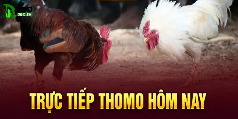 Quy định cần biết khi tham gia Đá gà đòn Thomo
